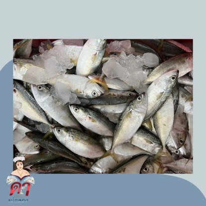 ปลาทูไทยแท้แม่กลอง - ขายส่งปลาทูแม่กลอง - ดาปลาทูแม่กลอง